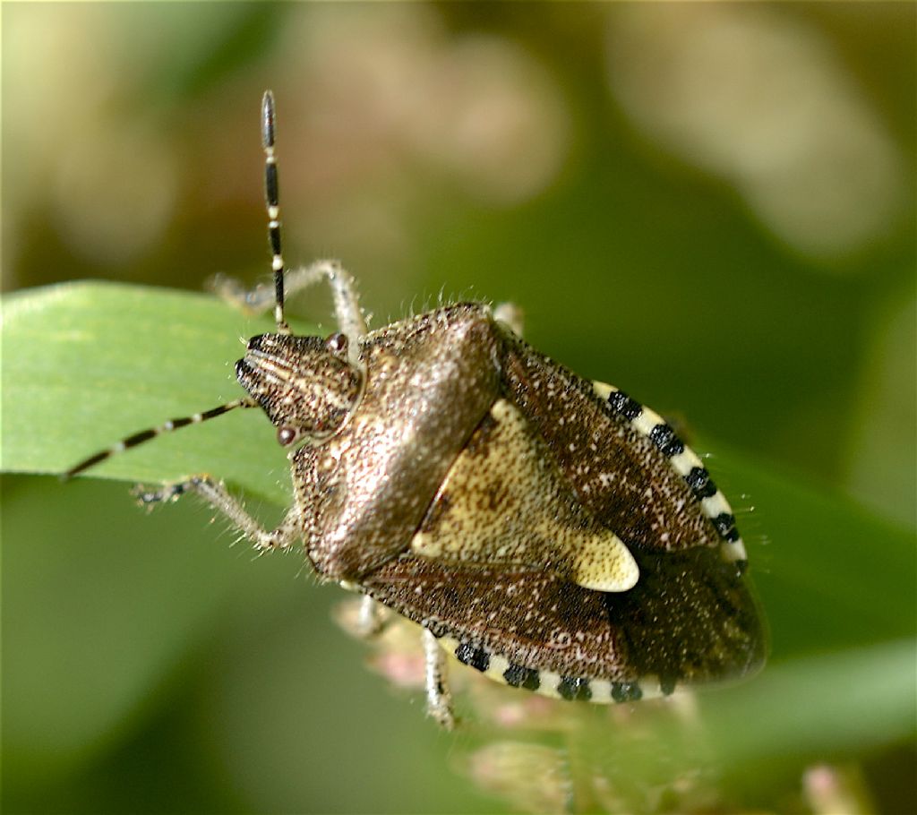 Pentatomidae: Carpocoris sp. ?  No, Dolycoris baccarum
